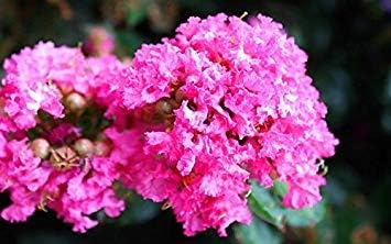 Pink Crepe Myrtle Flower Planting Seeds for Garden NON GMO Seeds