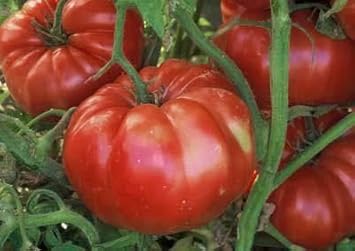Big Tomato Seeds for Planting Dark Red - 100 Pcs pcs