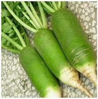 Green Rainbow Radish Seeds for Planting - 100 Pcs pcs
