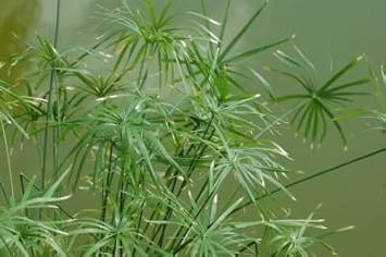 Egyptian Papyrus Plant Seeds for Planting NON GMO Seeds