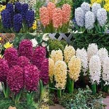 Hyacinthus Orientalis Flower Seeds for Planting - NON GMO Seeds