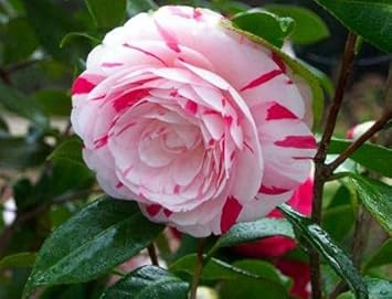 White Light Red Camellia Seeds for Planting – Organic, Heirloom, Non-GMO Flowers