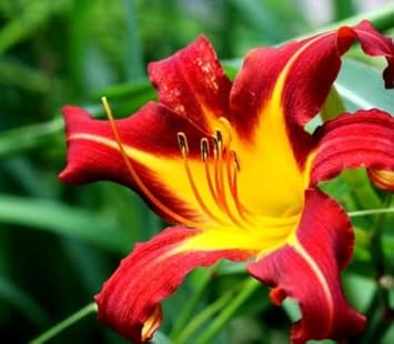 Yellow Red Hemerocallis Flower Planting Seeds for Garden NON GMO Seeds