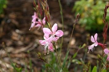 Pink Gaura Flower Seeds for Planting, Fresh, NON GMO Seeds