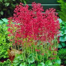 Heirloom Non-GMO Coral Bells Flower Seeds for Planting – Colorful Foliage and Blooms for Shade Gardens