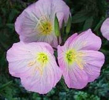 Purple Primrose Flower Seeds for Planting - 100 pcs for planting in your garden.