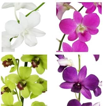 Multi-Colored Dendrobium Flower Seeds - 100 pcs