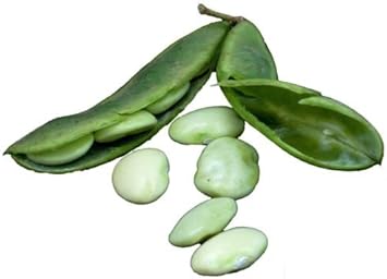 Green Lima Bean Vegetable Seeds for Planting - heirloom & Non-GMO Seeds