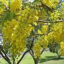 Heirloom Non-GMO Cassia Flower Seeds for Planting – Golden Blooms Pollinator Gardens