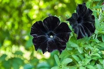 Mandevilla Flower Seeds for Planting - NON GMO Seeds