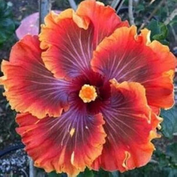 Hibiscus Flower Seeds Purple Orange for Planting, NON GMO Seeds