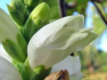 White Turtlehead Flower Seeds for Planting - 100 pcs