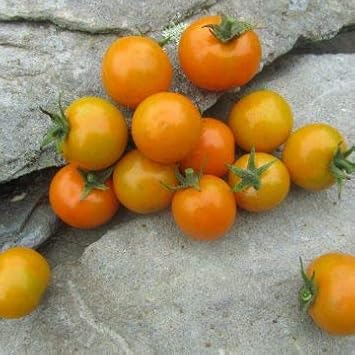 Tomato Seeds for Planting, Yellow, 100 Pcs pcs