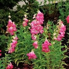 Penstemon Palmeri Flower Seeds – Heirloom Non-GMO Seeds for Drought-Tolerant Garden Planting