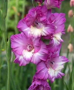White Purple Gladiolus Flower Seeds – Heirloom, Non-GMO, for Colorful Garden Planting