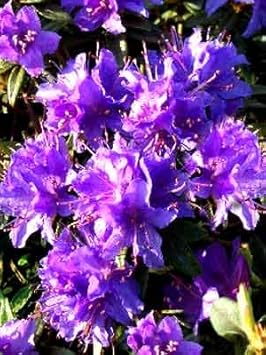 Purple Azalea Flower Seeds - 100 pcs