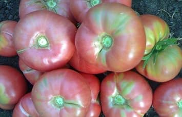 Baby Pink Tomato Solanum lycopersicum seeds for container planting