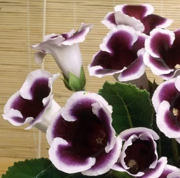 Black White Gloxinia Flower Seeds for Garden - NON GMO Seeds