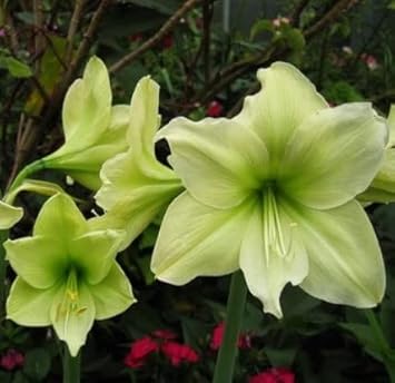 Green Hippeastrum Rutilum Flower Seeds – Heirloom Non-GMO Amaryllis Blooms for Exotic Gardens for planting in your garden.