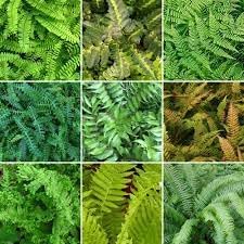 Fern Plant Seeds for Garden Planting - heirloom & Non GMO Seeds