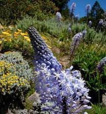 Merwilla Flower Seeds for Planting - NON GMO Seeds