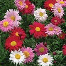 Chrysanthemum Robinson's Flower Seeds Heirloom Non GMO Planting - 100 pcs for planting in home garden