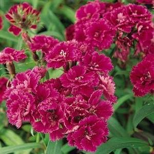 Burgundy Dianthus Flower Seeds for Planting - 100 pcs