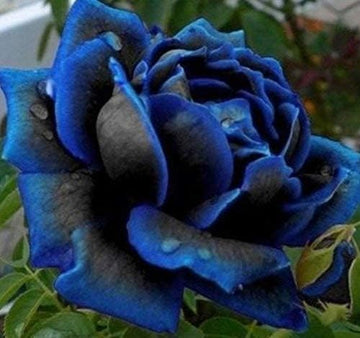 Purple Black Supreme Rose Plant Seeds for Planting Non-GMO Heirloom Garden Seeds for Growing