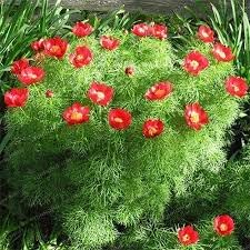 Fern Flower Seeds for Garden Planting - heirloom & Non GMO Seeds