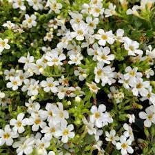 Bacopa Flower Seeds for Planting - 100 pcs for planting in your garden.