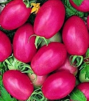 Pink Tomato Seeds for Planting - 100 Pcs pcs