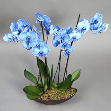 Organic Sky Blue Butterfly Orchid Flower Seeds for Planting – Heirloom, Non-GMO Seeds
