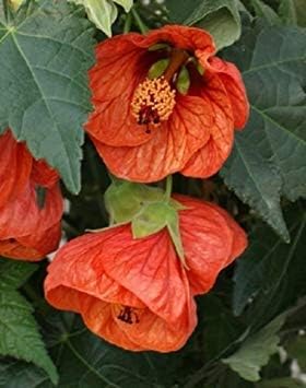 Tangerine Orange Abutilon Seeds for Planting – Organic, Heirloom, Non-GMO Flower Seeds