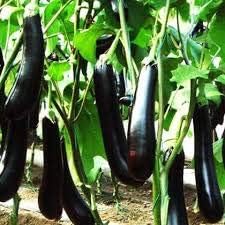 Dark Purple Eggplant Seeds for Planting - 100 Pcs pcs