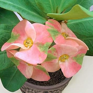 Heirloom Pink Green Euphorbia Milii Flower Seeds for Planting - Non-GMO garden seeds
