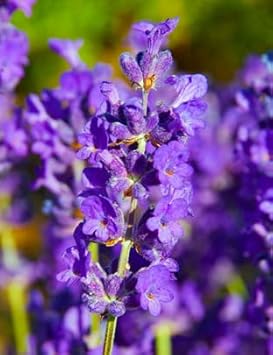 Heirloom Non-GMO Violet Lavender Flower Seeds for Garden Planting ƒ?? Fragrant Herbal Blooms