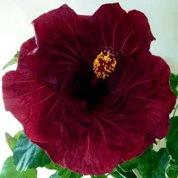 Heirloom Non-GMO Maroon Hibiscus Flower Seeds ƒ?? Rich Tropical Blooms for Garden Planting