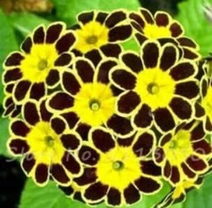 Yellow Black Primrose Flower Seeds 100 pcs