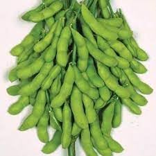 Soybean Glycine max seeds for garden planting
