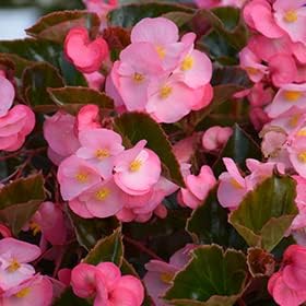 Pink White Begonia Flower Seeds – Heirloom, Non-GMO Seeds for Planting Beautiful Garden Blooms