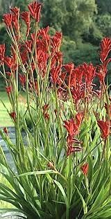 Kangaroo Paw Flower Seeds for Planting - NON GMO Seeds