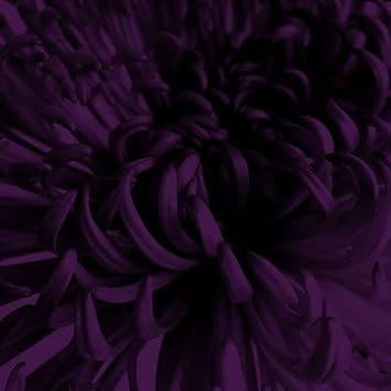 Organic Chrysanthemum Deep Purple Flower Seeds for Planting – Heirloom, Non-GMO