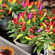 Pepper Seeds for Home Garden, 100 Pcs pcs