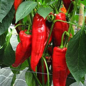 Chili Brazilian Seeds for Planting, Dark Red