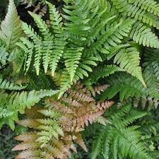 Dryopteris Erythrosora Plant Seeds for Planting, Heirloom, Non-GMO, 100 pcs