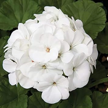 White Geranium Pelargonium Flower Seeds for Planting – Heirloom, Non-GMO Seeds