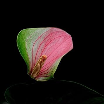 Green-Pink Anthurium Plant Seeds for Planting - Heirloom and Non-GMO garden seeds