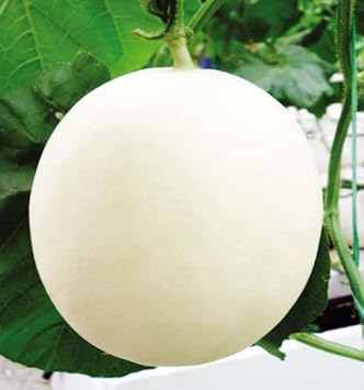 HAMI Melon Fruit Seeds White 100 Pcs pcs