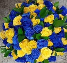 Osiria Rose Flower Seeds for Planting, Heirloom, Non-GMO, 100 pcs for planting in home garden