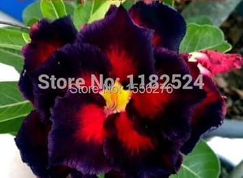 Heirloom Non-GMO Sky Blue Adenium Obesum Flower Seeds for Planting – Exotic Desert Rose Seeds